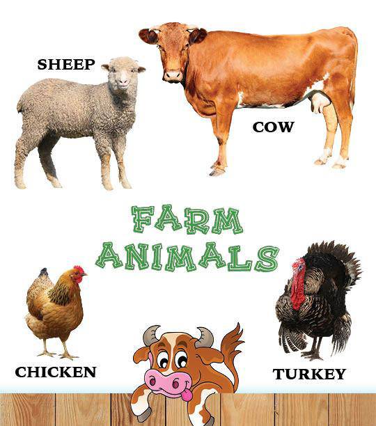 My First Book of Hashem's Amazing Animals — Judaica Press (image 3)