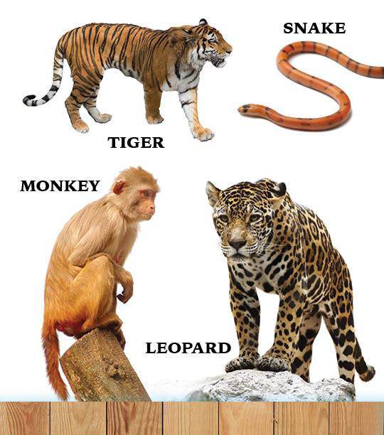 My First Book of Hashem's Amazing Animals — Judaica Press (image 6)