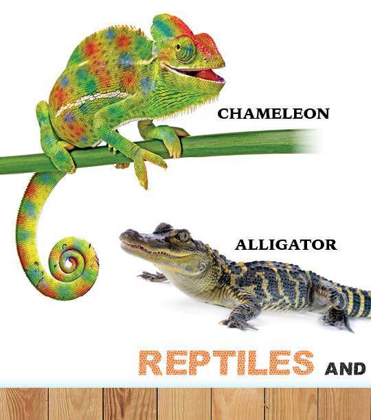 My First Book of Hashem's Amazing Animals — Judaica Press (image 7)