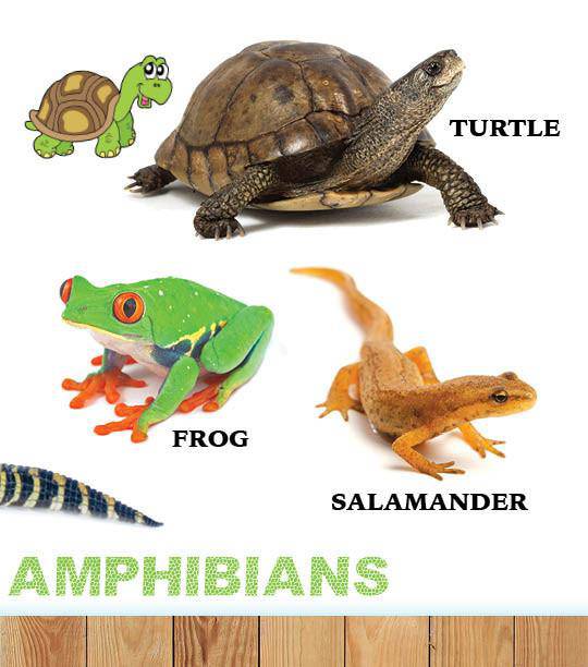 My First Book of Hashem's Amazing Animals — Judaica Press (image 9)