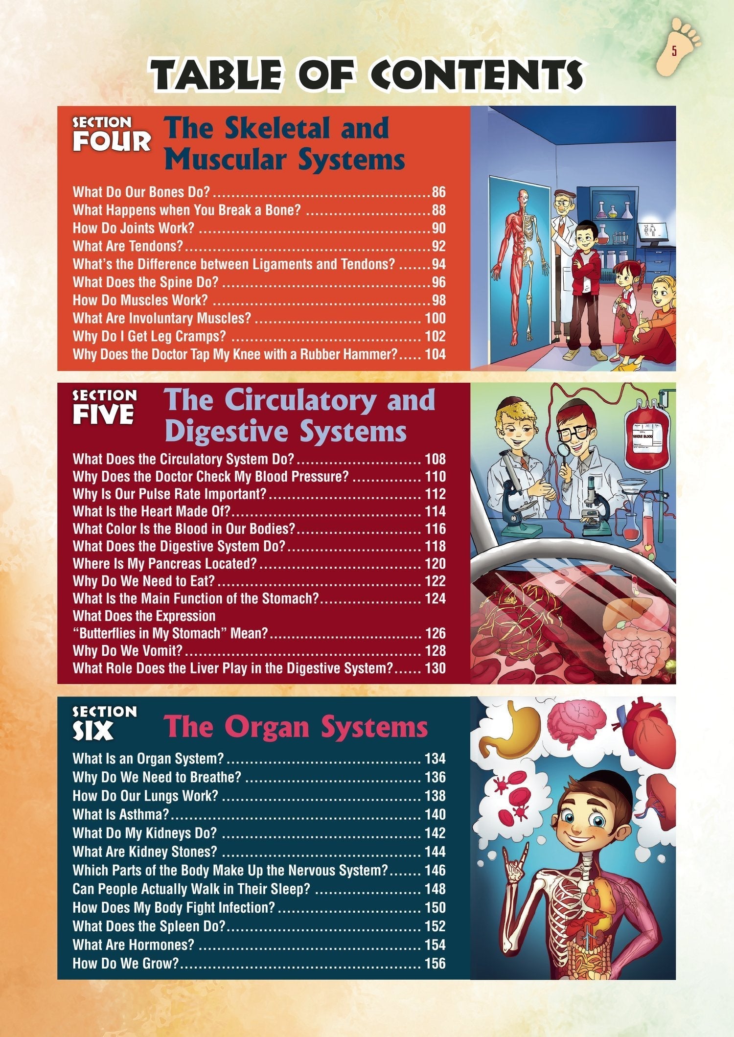 Exploring the Wonders of the Human Anatomy