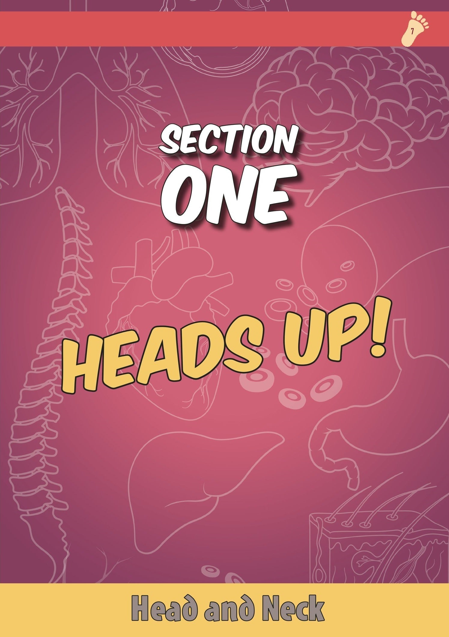 Exploring the Wonders of the Human Anatomy