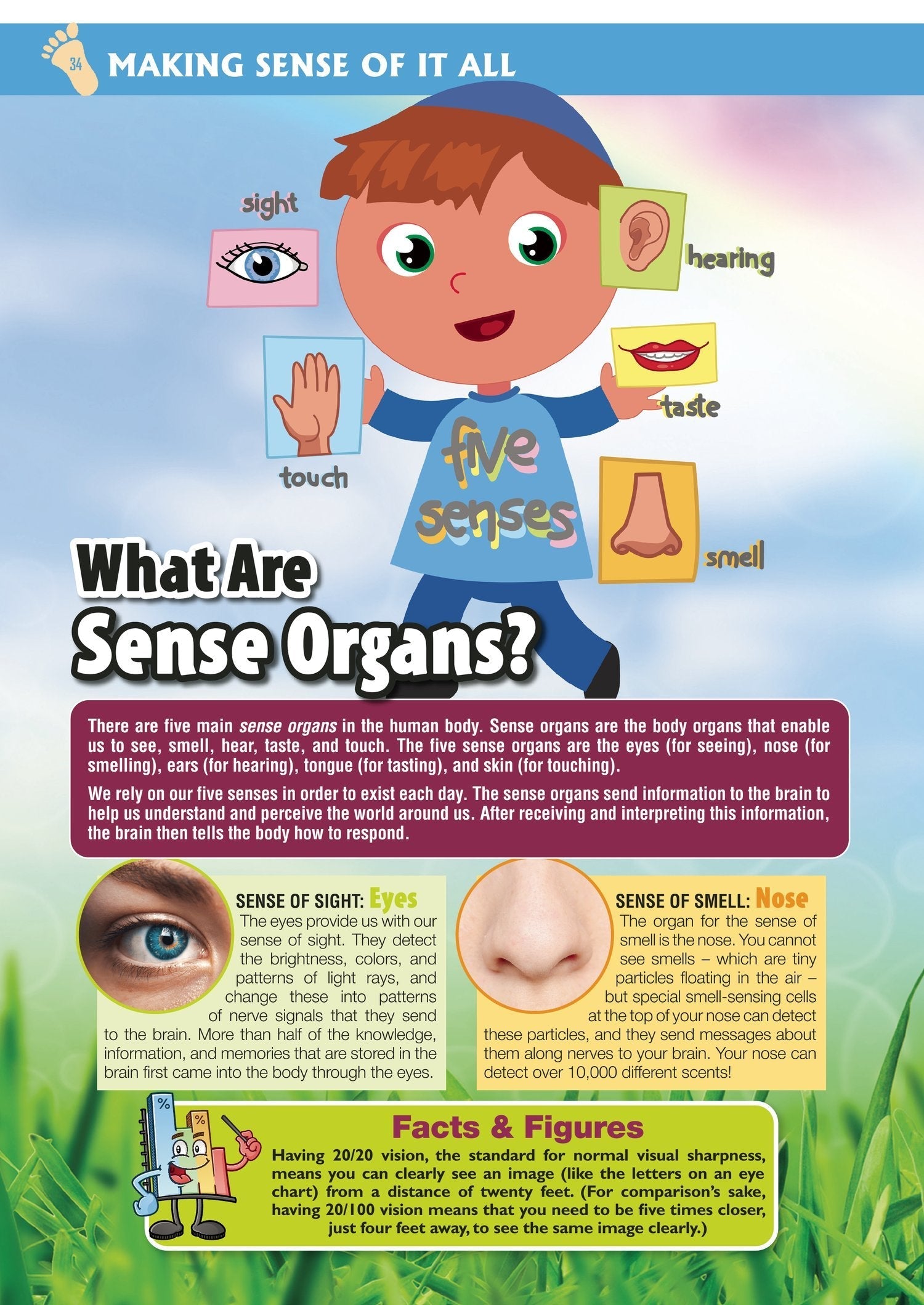 Exploring the Wonders of the Human Anatomy