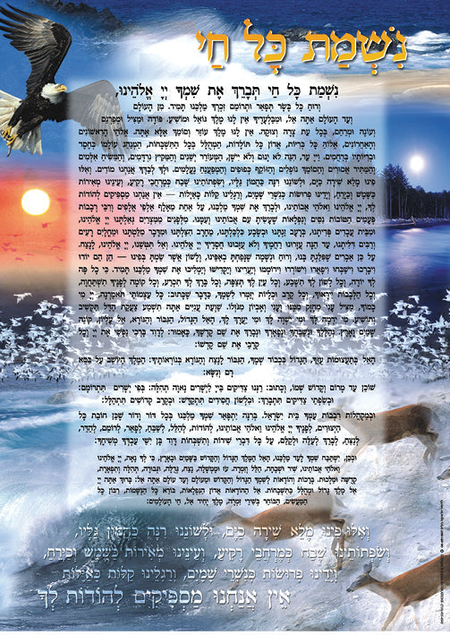 Laminated Poster 20" x 28"-- Nishmas