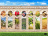 New Shivas Haminin Full Wall Mural