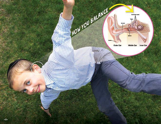 Your Walking, Talking Body by Rabbi Yeshaya Perlow — Judaica Press (image 5)