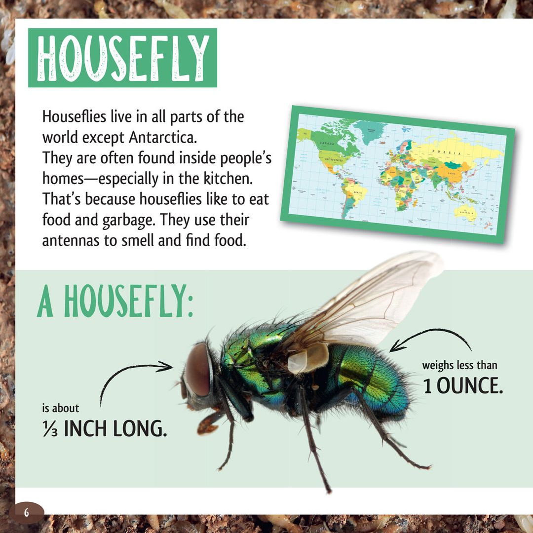 And the Winner Is...Who Is the Longest Living Insect on Earth?