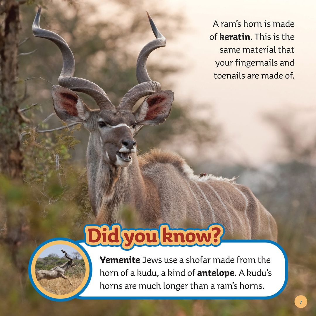 From Ram to Shofar