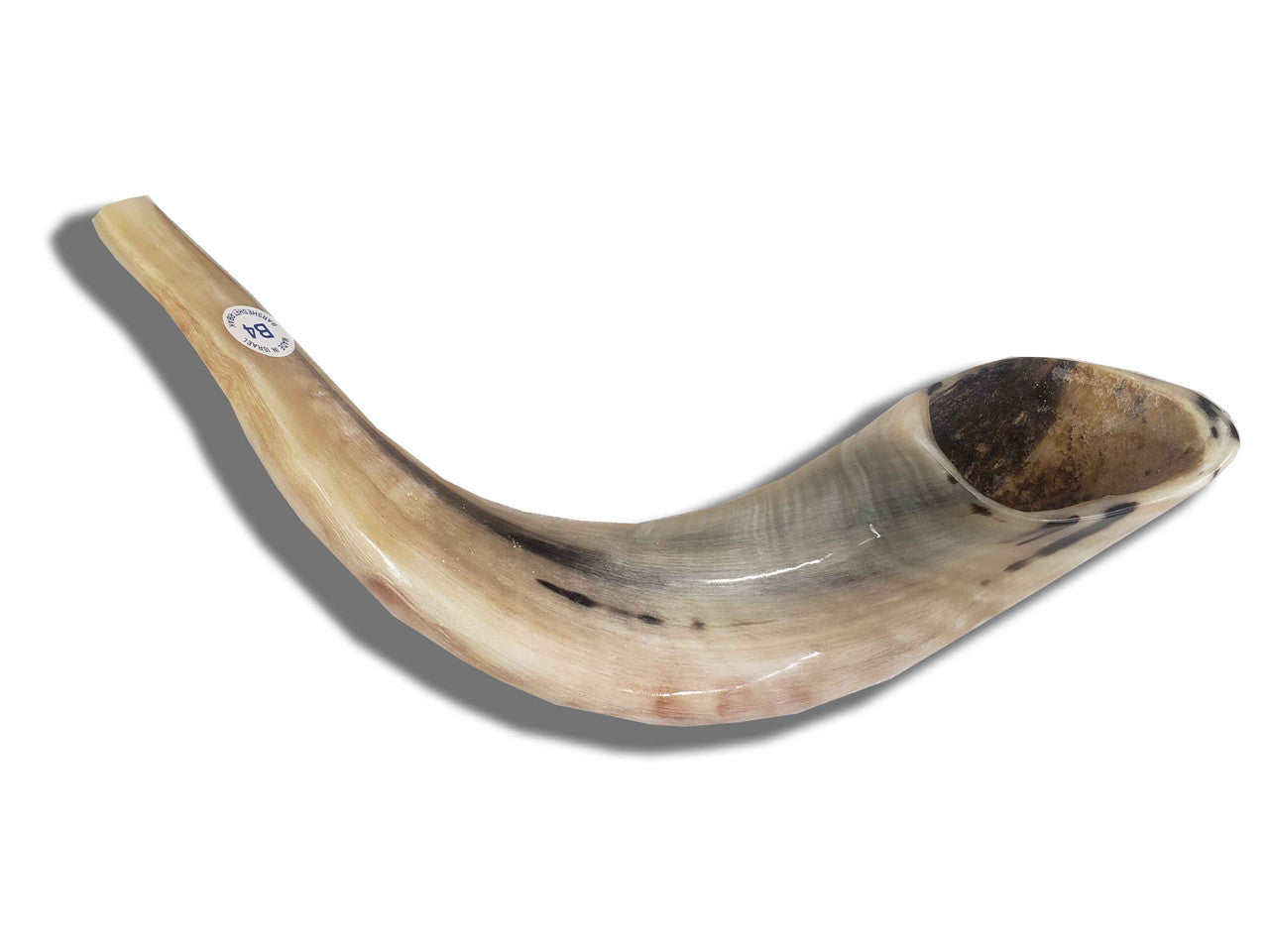 Shofar (Ram's Horn) 15''-16'' #B4 with Badatz Hechser - Shofars