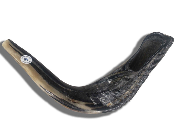 Shofar (Ram's Horn) 16''-17'' #A5 with Badatz Hechser - Shofars