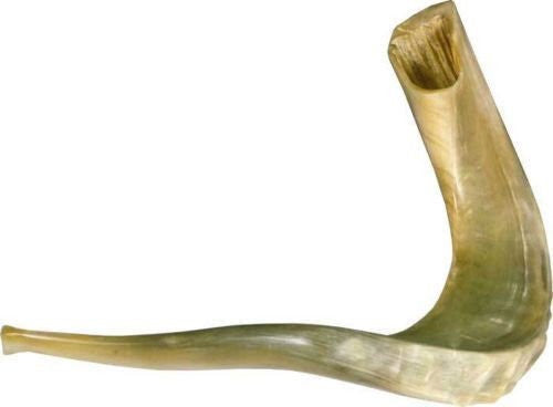 Long ram's horn shofar 17 to 19 inches, design #5 | Judaica Square Lakewood