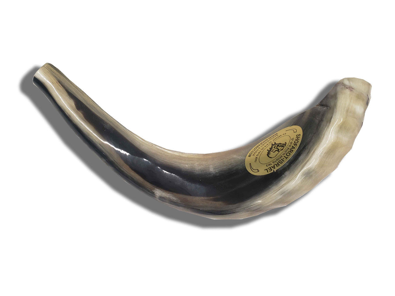 Shofar (Ram's Horn) Polished 14"-15" #C3 - Image 2