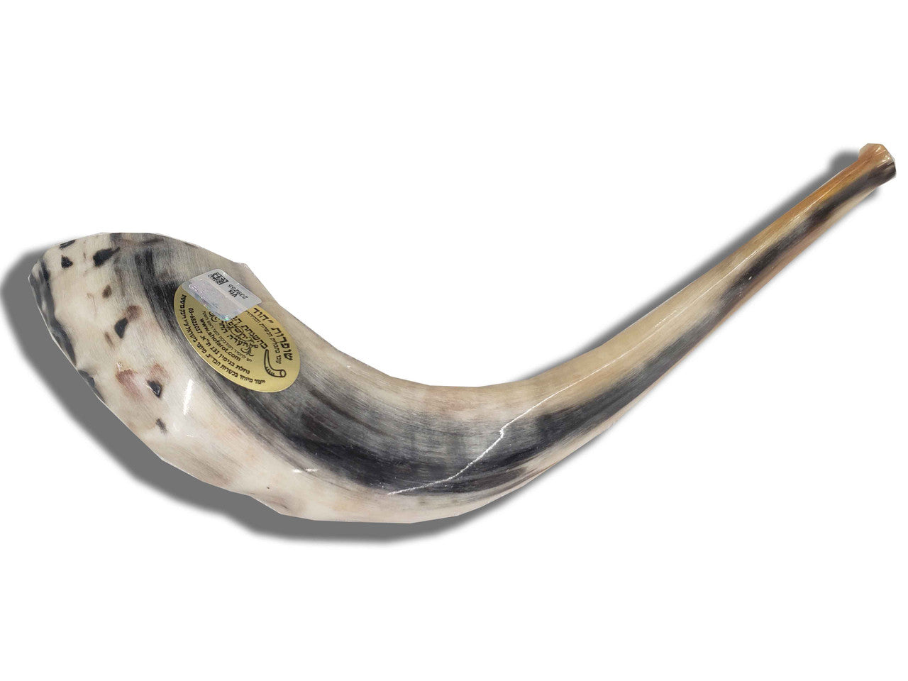 Shofar (Ram's Horn) 15''-16'' #B4 with Badatz Hechser - Image 2
