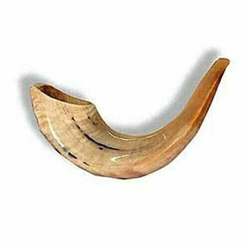 Shofar (Ram's Horn) 13"-15" #3 - Shofars