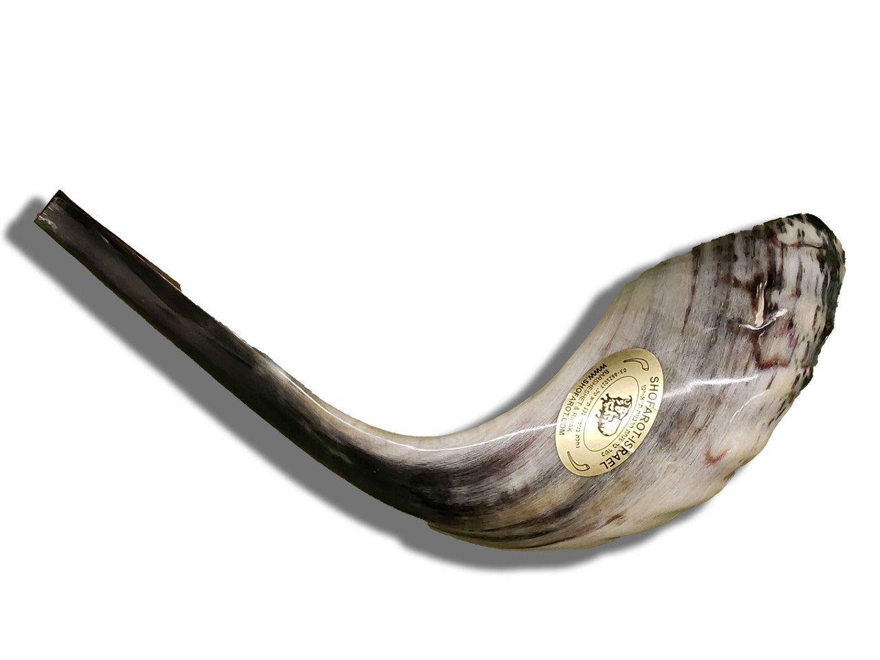Shofar (Ram's Horn) Polished 16"-17" #A5 - Image 2