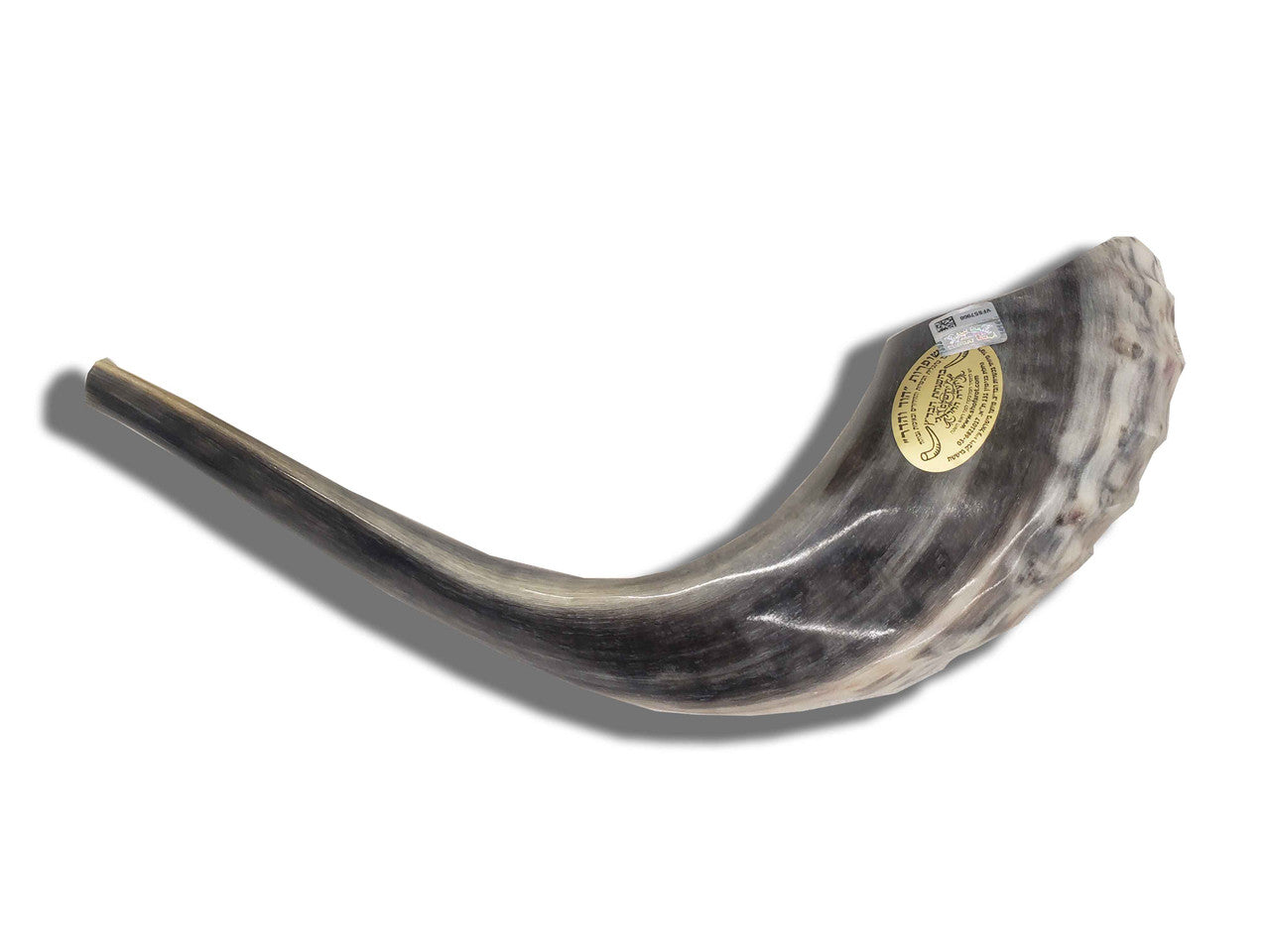 Shofar (Ram's Horn) 18''-19'' #AA6 with Badatz Hechser - Image 2