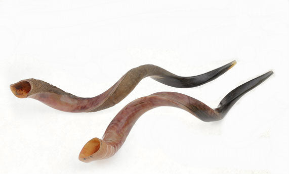 Yemenite Shofar Select Size