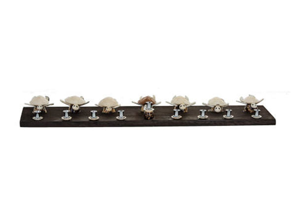 Seashell turtle menorah