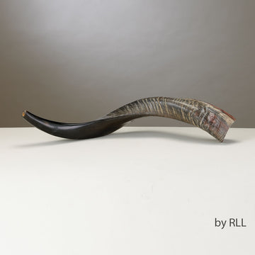 Rite Lite Yemenite Shofar, Approx 60 CM
