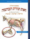 Zos Toras HeBehaima, Maseches Chullin, an illustrated guide by Chaim Shmuel Friedman, front cover